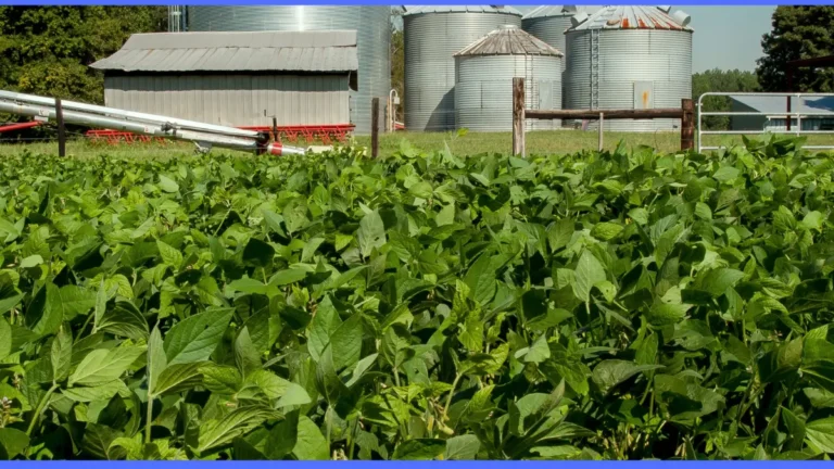 Funcionário é investigado por desviar 65 toneladas de soja de fazenda em Tocantins