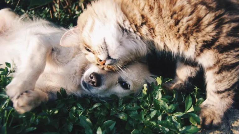 SinPatinhas: O Novo Cadastro Nacional para Cães e Gatos Chegou ao Brasil