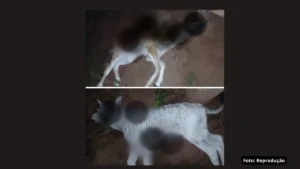 Ataques de onças em Talismã preocupam moradores da zona rural