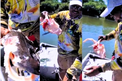 Pescador mostra carcaça de peixe após ataque de piranhas no Tocantins