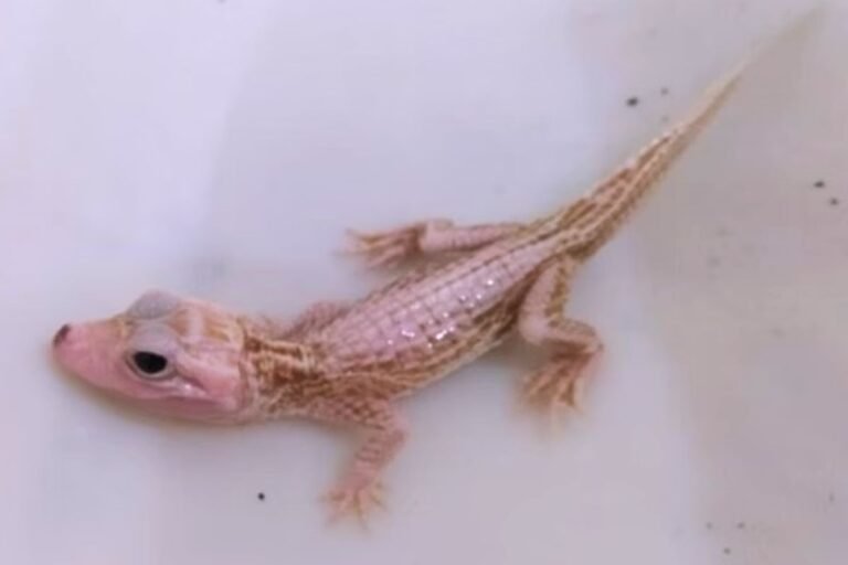 Filhote de jacaré-de-papo-amarelo com leucismo é resgatado em Balneário Camboriú