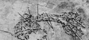 Fóssil de réptil com duas cabeças descrito em 2006 segue único no registro científico