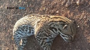 Jaguatirica é encontrada morta às margens da TO-010 em Araguatins