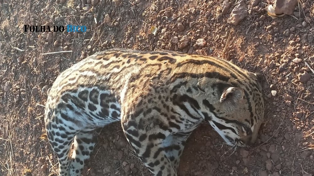 Jaguatirica é encontrada morta às margens da TO-010 em Araguatins - Imagem do artigo