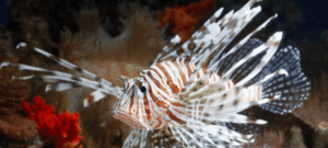 Oito espécies de peixes chamam atenção pela beleza e locais onde podem ser vistas