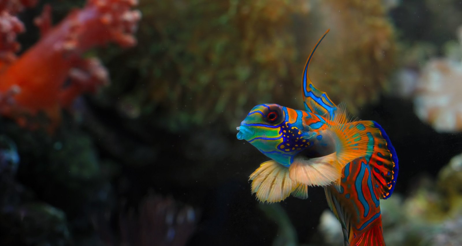 Oito espécies de peixes chamam atenção pela beleza e locais onde podem ser vistas - Imagem do artigo original