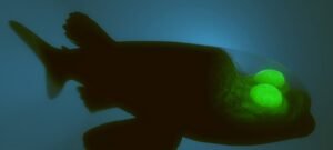 Peixe-olho-de-barril exibe cabeça transparente e olhos que giram para caçar no escuro