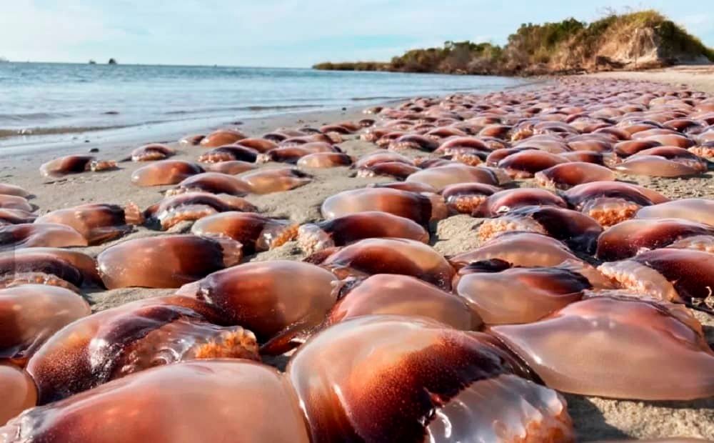 Totens de vinagre viram item de segurança em praias do norte da Austrália - Imagem do artigo original