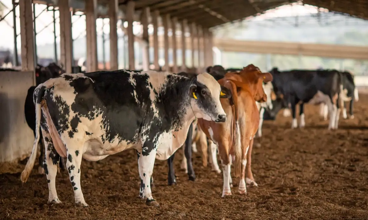 Tocantins planeja missão ao Japão e Vietnã após tarifa de 50% dos EUA sobre carne bovina - Imagem do artigo original