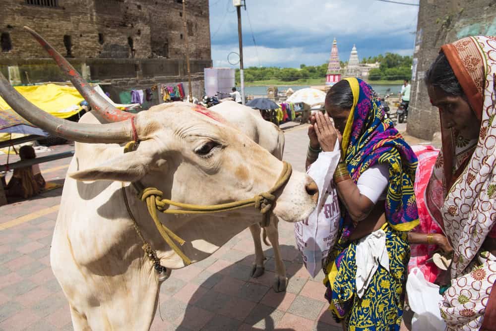 Vaca é reverenciada como símbolo de vida e abundância na Índia - Imagem do artigo original
