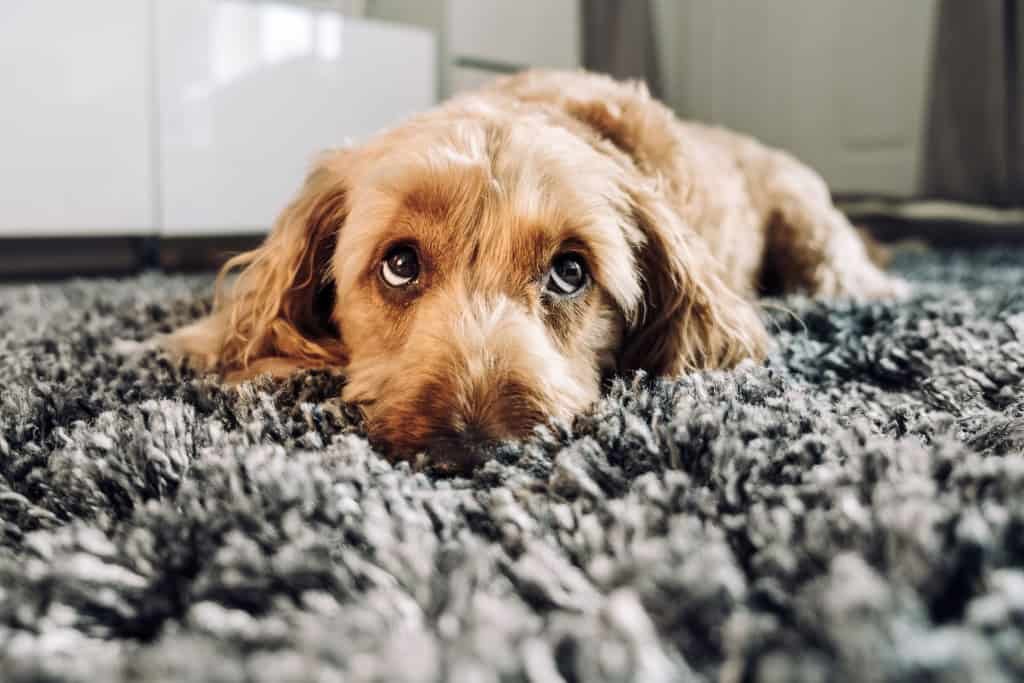 Por que os cães uivam? Entenda os principais motivos e quando buscar ajuda - Imagem do artigo original