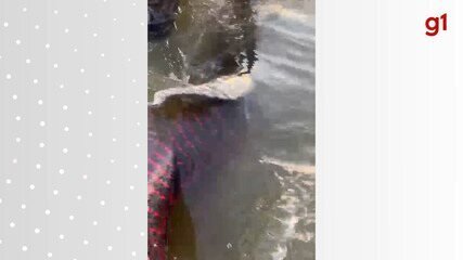Pescador trava disputa de 20 minutos e devolve pirarucu de 1,80 m ao Lago de Palmas - Imagem do artigo original