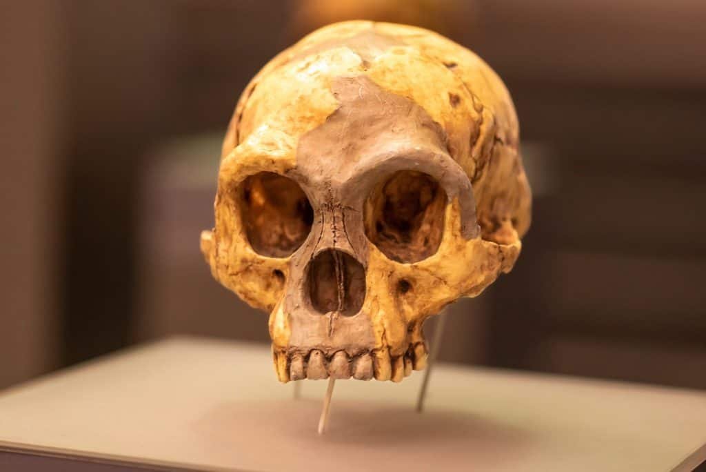 Ferramentas achadas em Sulawesi dão pistas sobre a origem do “hobbit” pré-histórico - Imagem do artigo original