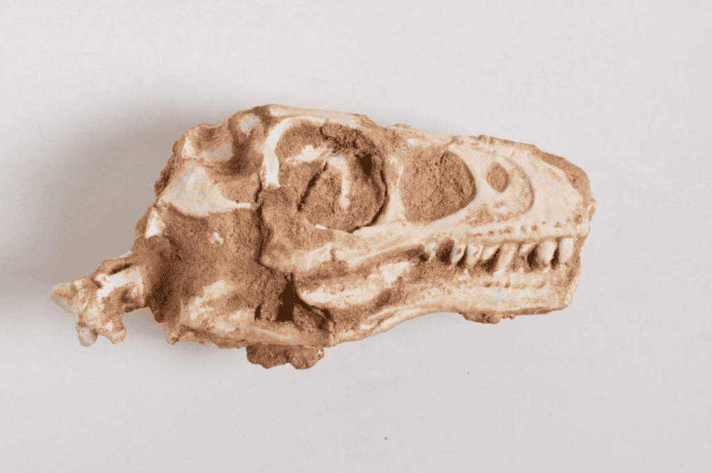 Novo dinossauro carnívoro “Shri rapax” é descrito como parente próximo do Velociraptor - Imagem do artigo original