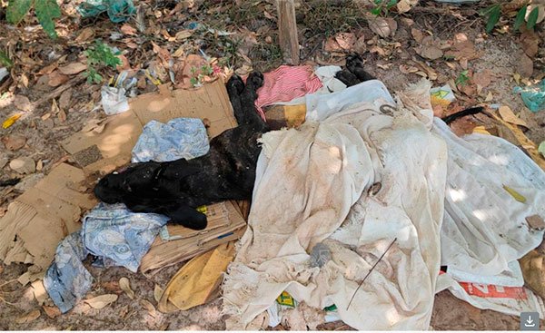 Tutor de cão é multado e será denunciado ao MPTO por maus-tratos e morte do animal em Araguaína - Imagem do artigo original