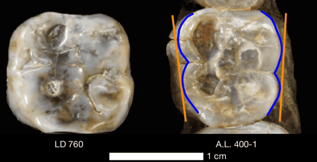 Dentes fósseis revelam espécie inédita de Australopithecus na Etiópia - Imagem do artigo original