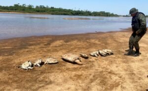 Operação apreende 10 tartarugas vivas e 720 kg de pescado no Parque Nacional do Araguaia