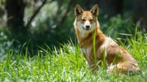 Por que os cães uivam? Entenda os principais motivos e quando buscar ajuda