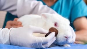 Brasil sanciona lei que proíbe testes em animais para cosméticos e produtos de higiene