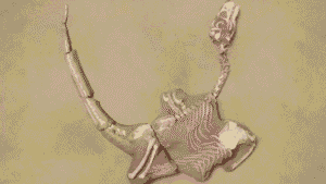 Novo dinossauro carnívoro “Shri rapax” é descrito como parente próximo do Velociraptor