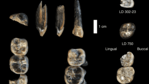 Dentes fósseis revelam espécie inédita de Australopithecus na Etiópia