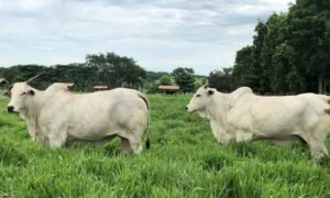 Gurupi recebe etapa do Circuito Nelore de Qualidade nesta quinta-feira