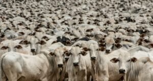 Tocantins tem quase oito vezes mais bois do que habitantes, aponta pesquisa