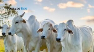 Tocantins tem quase oito vezes mais cabeças de gado do que habitantes, revela pesquisa