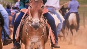 MP propõe regras para garantir bem-estar animal e proteção ambiental na 23ª Cavalgada de Ananás