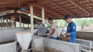 Governo do Tocantins intensifica vigilância sanitária em criatórios de suínos de Araguatins e Axixá