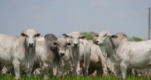 Monitoramento de abates eleva padrão das carcaças e valoriza rebanho no Tocantins