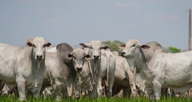 Monitoramento de abates eleva padrão das carcaças e valoriza rebanho no Tocantins