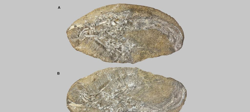 Vômito fossilizado revela novo pterossauro filtrador de 110 milhões de anos no Ceará - Imagem do artigo original