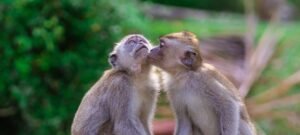Estudo aponta que beijo surgiu há mais de 21 milhões de anos, antes dos humanos
