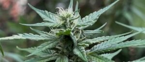 Anvisa libera Embrapa para pesquisas com cultivo de Cannabis