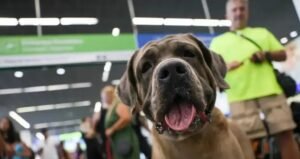 STF derruba lei do Rio que exigia transporte gratuito de animais de suporte em voos