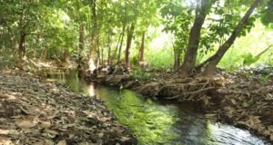 Justiça atende MPTO e suspende invasão em área de preservação às margens do córrego Dois Irmãos