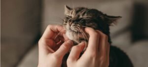 DNA revela que gatos domésticos só chegaram à Europa no período romano