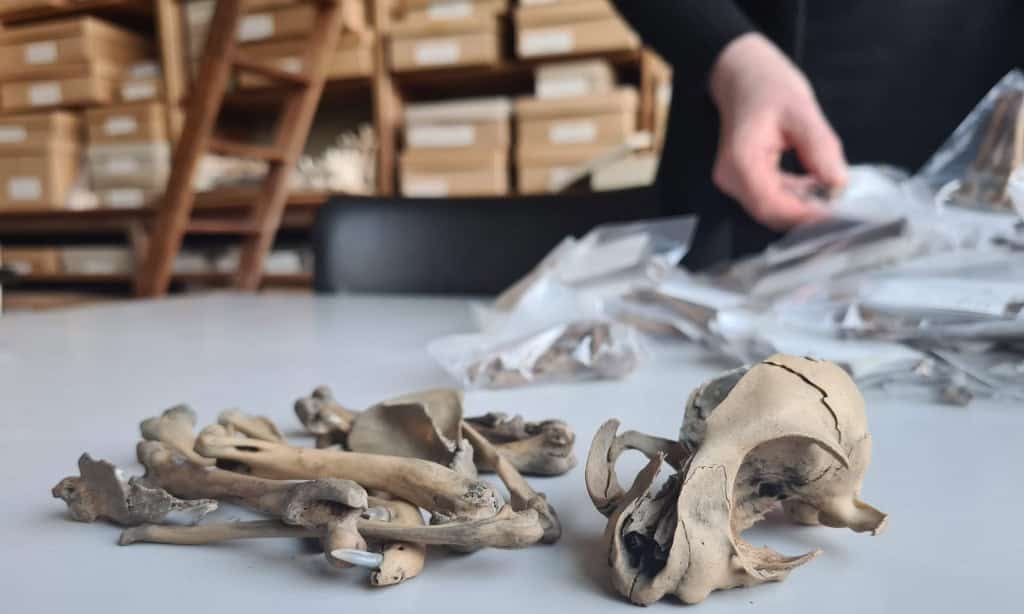 DNA revela que gatos domésticos só chegaram à Europa no período romano - Imagem do artigo original