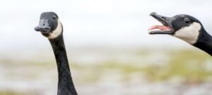 Instinto de defesa faz gansos parecerem agressivos, apontam estudos