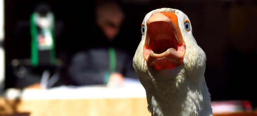 Instinto de defesa faz gansos parecerem agressivos, apontam estudos - Imagem do artigo original