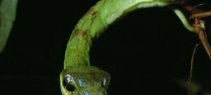 Oito espécies recorrem ao engano para fugir de predadores ou capturar presas