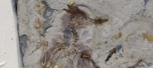 Fóssil de ave pré-histórica é encontrado com mais de 800 pedras presas na garganta