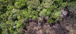 Amazônia pode perder até 38% de sua cobertura florestal até 2100, indica pesquisa