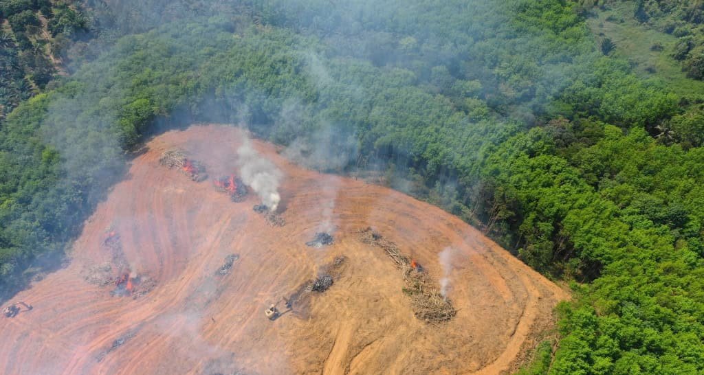 Amazônia pode perder até 38% de sua cobertura florestal até 2100, indica pesquisa - Imagem do artigo original