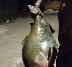 Enchente arrasta milhares de tambaquis e causa prejuízo a pesque-pague em Gurupi