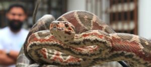 Serpente suaçubóia muda de cor ao longo do dia para se proteger e regular a temperatura