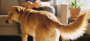 Direção do abanar de rabo revela se o cachorro está alegre ou assustado