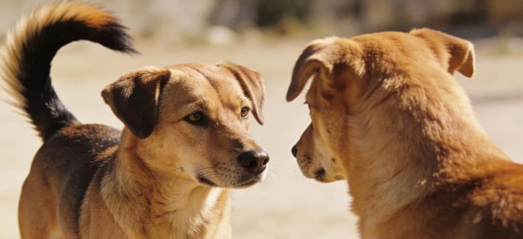 Direção do abanar de rabo revela se o cachorro está alegre ou assustado - Imagem do artigo original