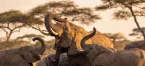 Elefantes são capazes de usar “nomes” para se chamar, revela estudo